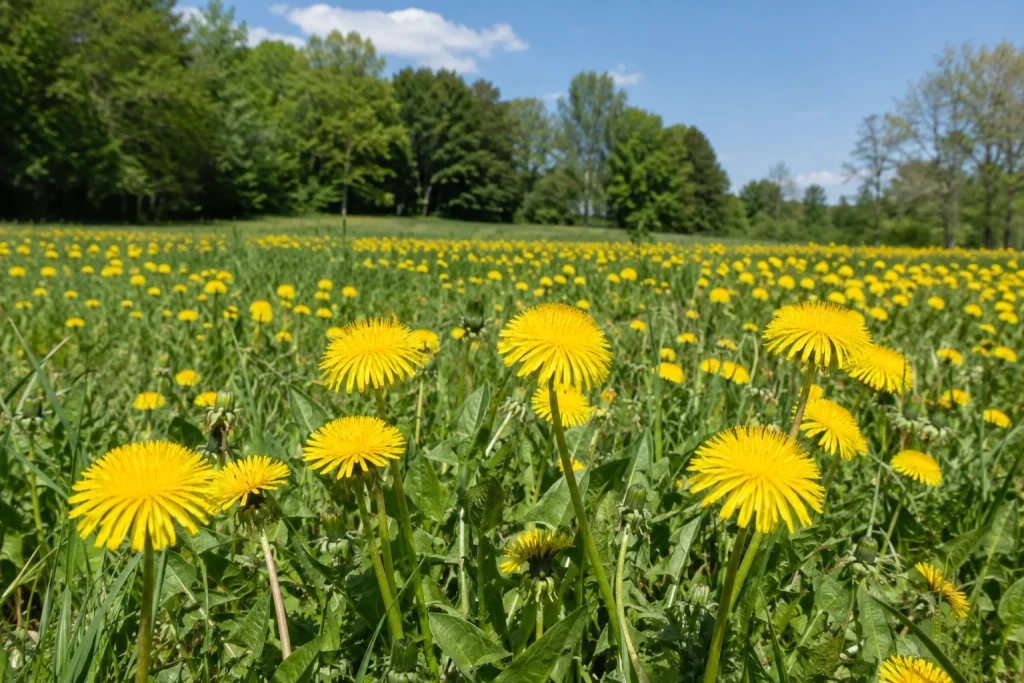 mark med mælkebøtter - blomster krydsord løsning 10 bogstaver